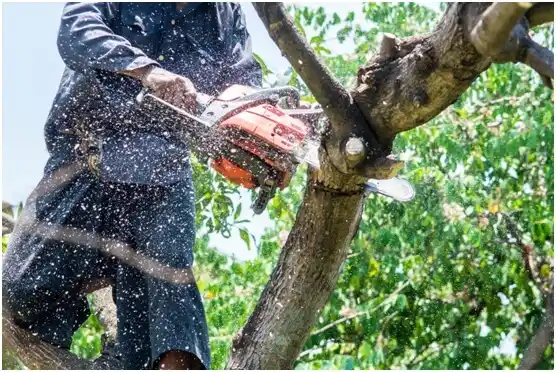 tree services Mansfield